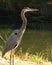 Great blue heron by the river