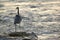 Great blue heron on rock