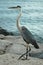 Great blue heron on rocks