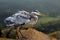 Great Blue Heron ruffling feathers before flight at Morro Bay on the central coast of California USA