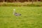 Great Blue Heron runs on the green grass with the background out of focus, natural green and brown tones