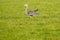 Great Blue Heron runs on the green grass with the spread wings, background out of focus, with natural tones