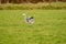 Great Blue Heron runs on the green grass with spread wings. the background out of focus, with natural tones. Feathers