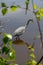 Great Blue Heron and it`s reflection framed by leaves.