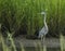 Great Blue Heron in Salt Marsh