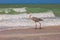 Great Blue Heron in Sanibel Island, Florida