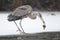 Great Blue Heron Scavenging a Fish in Winter