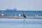 Great Blue Heron and seagulls stand in the shallows of Witty`s Lagoon, a freighter passes in the distance