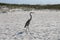 Great Blue Heron By The Seashore In Pensacola Florida