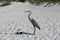 Great Blue Heron By The Seashore In Pensacola Florida