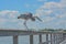 A Great Blue Heron sees a fish to eat on the fishing pier at Gulf Port, Harrison County Mississippi, Gulf of Mexico USA