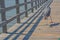 A Great Blue Heron sees a fish to eat on the fishing pier at Gulf Port, Harrison County Mississippi, Gulf of Mexico USA