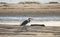 Great Blue Heron silhouette on beach, Hilton Head Island