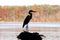 Great Blue Heron Silhouette - Fall