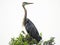 Great Blue Heron silhouette on tree branch Montezuma National Wildlife Refuge NYS