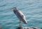 Great Blue Heron sits on a rock in the Galapagos Islands