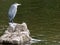 Great Blue Heron is sitting on a stone in the water
