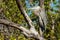 Great Blue Heron sitting in a tree