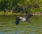 Great Blue Heron skimming across the water