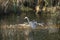 Great Blue Heron in the Slough