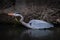 A great blue heron slowly stalks its prey in the Tulpehocken Creek