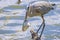 Great Blue Heron Soaking Fish Back In Water