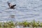 Great Blue Heron soaring over water