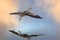 Great Blue Heron soaring over water reflection on calm beautiful morning in Maine