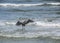 Great Blue Heron Spreading Wings in the Surf