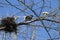 Great blue heron squabble over a nest