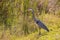 Great Blue Heron Stalking its Prey in Early Morning