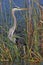 Great Blue Heron Stalking its Prey in a Florida Marsh