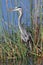 Great Blue Heron Stalking its Prey in a Florida Marsh