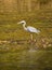 Great Blue Heron Stalking for Small Fishes