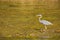 Great Blue Heron Stalking for Small Fishes