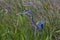 A Great Blue Heron stalks prey in tall grass.