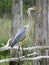 Great Blue Heron standing alert to danger in swamp