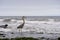 Great blue heron standing on Arroyo Burro Beach, California.