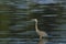 Great Blue Heron Standing in Black Water