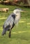 Great Blue Heron Standing in the Duck Weed Swamp