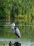 Great Blue Heron standing on log at Montezuma Refuge