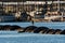 Great Blue Heron standing on marina breakwater made of tires