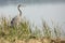 Great blue heron standing in a marsh, Apopka, Florida.