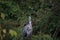 A great blue heron standing in the middle of a meadow