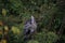 A great blue heron standing in the middle of a meadow