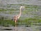 Great Blue Heron standing in Montezuma National Wildlife Refuge marsh