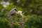 Great Blue Heron standing on a nest. It is the largest North American heron.