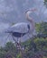 Great Blue Heron Standing on Nest in Rookery