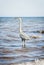 Great Blue Heron standing in ocean