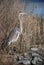 Great Blue Heron standing in phragmites by river
